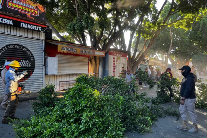 Inicia poda de árboles en el camellón de Bodegas de la Central de Abasto
