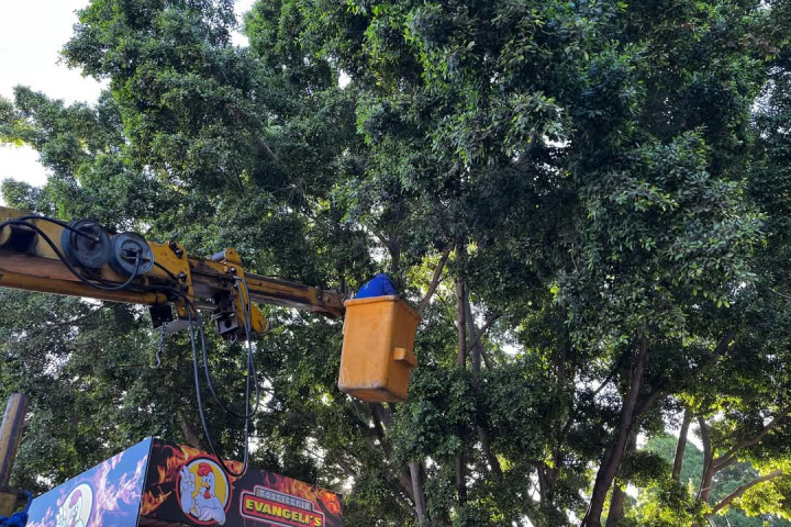 Inicia poda de árboles en el camellón de Bodegas de la Central de Abasto