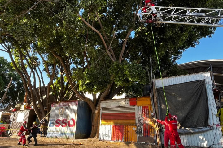 Inicia poda de árboles en el camellón de Bodegas de la Central de Abasto