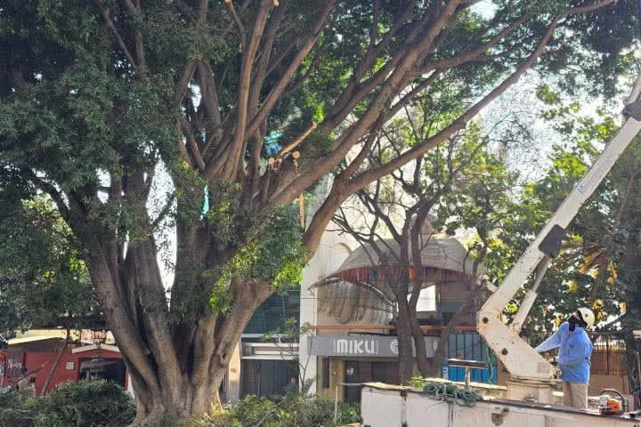 Se realizan trabajos de poda y limpieza para mantener en buen estado los espacios públicos de Oaxaca de Juárez