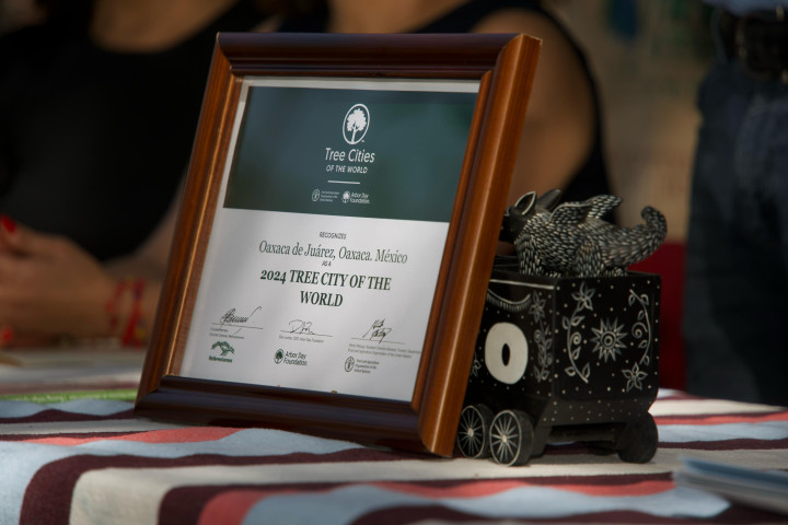 Oaxaca de Juárez Recibe el Distintivo "Ciudad Árbol del Mundo”