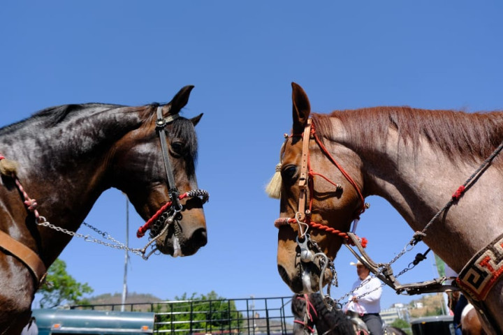 Con alegría y tradición, celebran cabalgata del Festival Primavera Rodolfo Morales