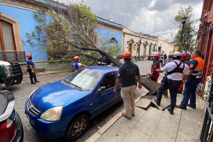 Atiende Protección Civil Municipal retiro de árbol caído en el Centro Histórico