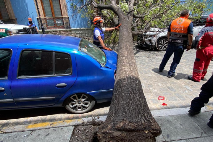 Atiende Protección Civil Municipal retiro de árbol caído en el Centro Histórico