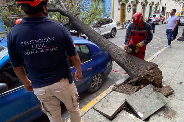 Atiende Protección Civil Municipal retiro de árbol caído en el Centro Histórico
