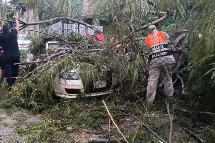 Atienden de inmediato reportes por caída de árboles y encharcamientos en Oaxaca de Juárez